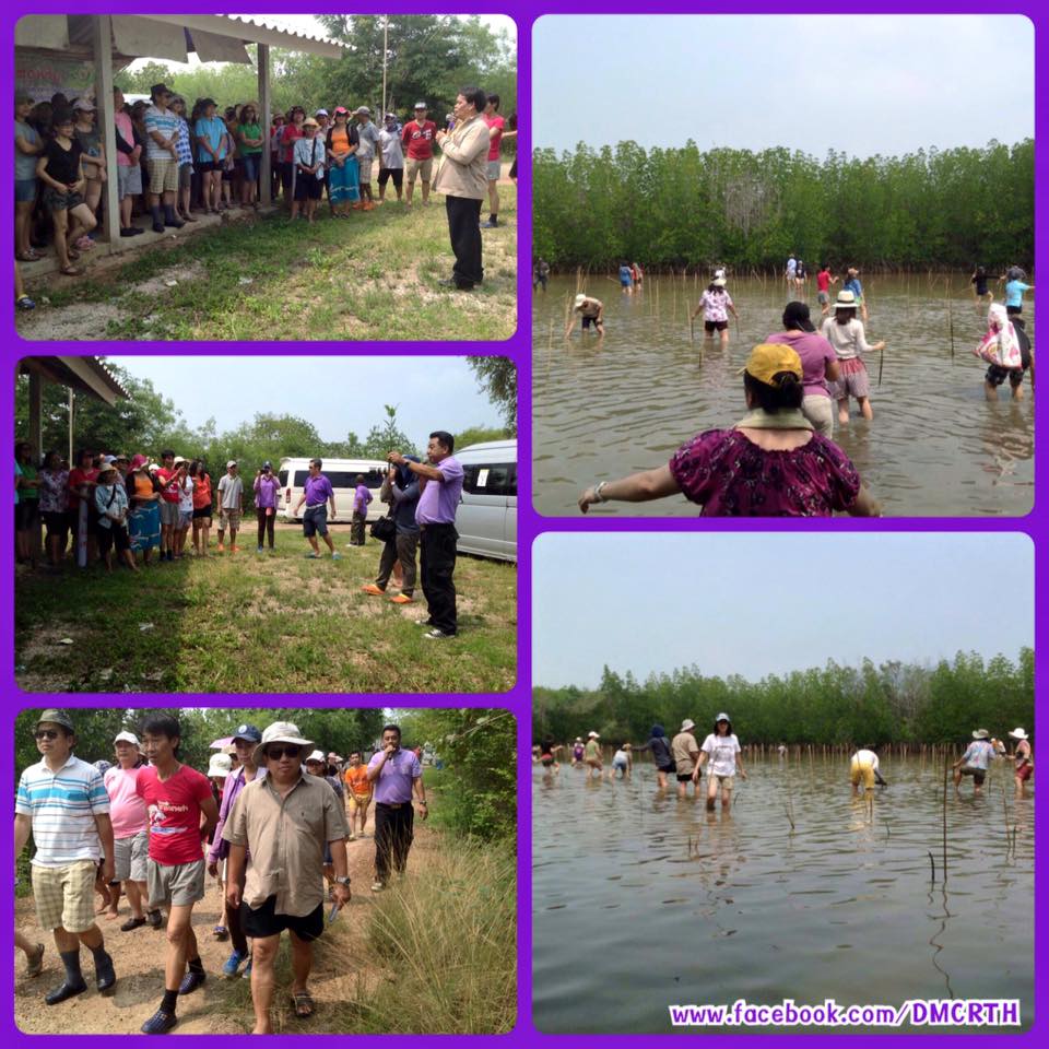ทช. กรมวิทย์ฯ ปลูกป่าชายเลนสุราษฎร์ฯ