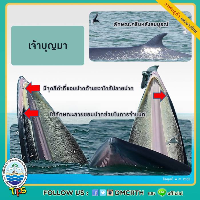 วาฬ วันละตัว