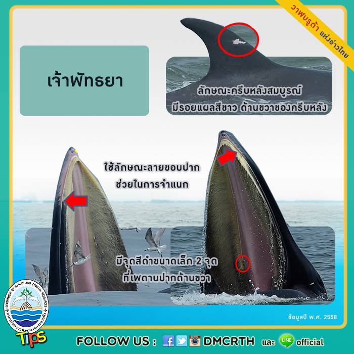 วาฬ วันละตัว