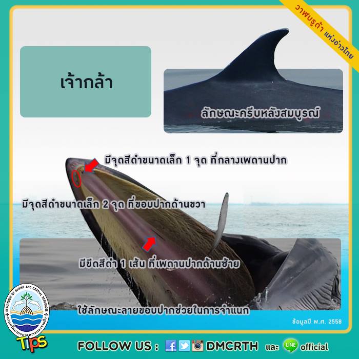 วาฬ วันละตัว