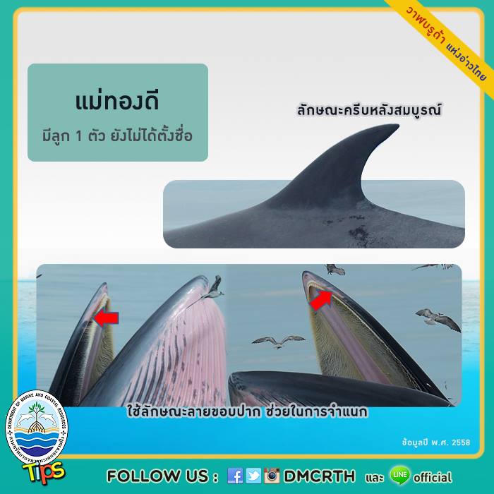 วาฬ วันละตัว