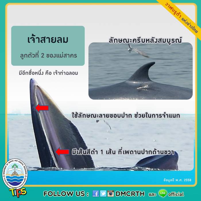 วาฬ วันละตัว