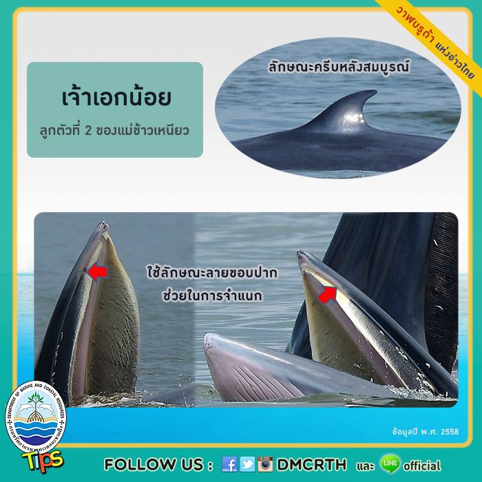 วาฬ วันละตัว