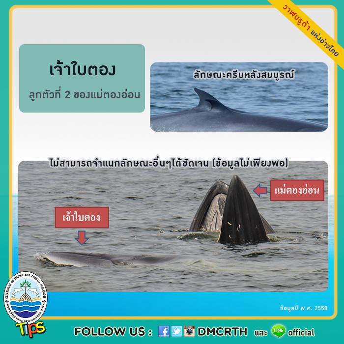 วาฬ วันละตัว