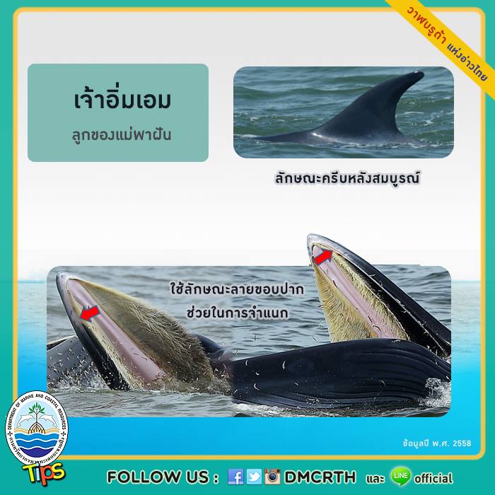 วาฬ วันละตัว