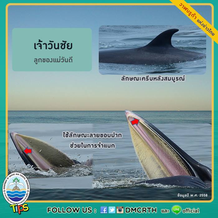 วาฬ วันละตัว