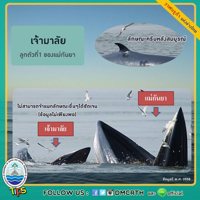 วาฬ วันละตัว
