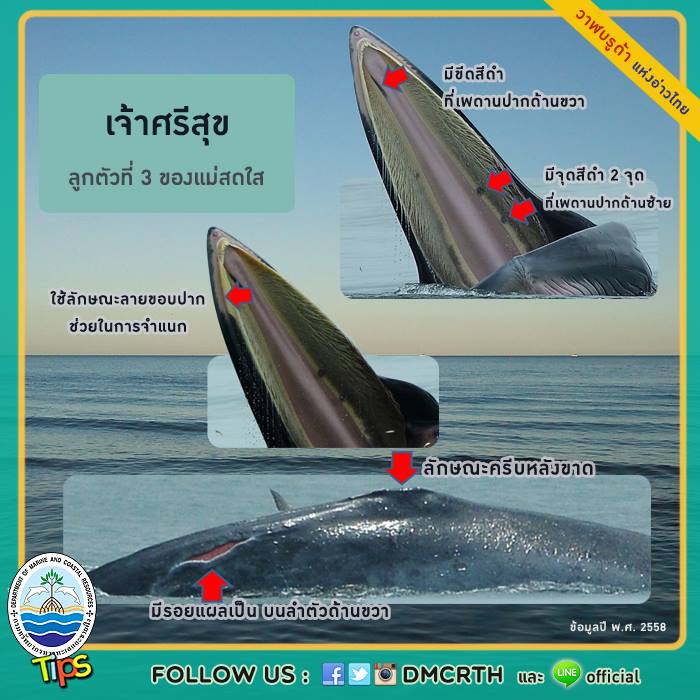 วาฬ วันละตัว
