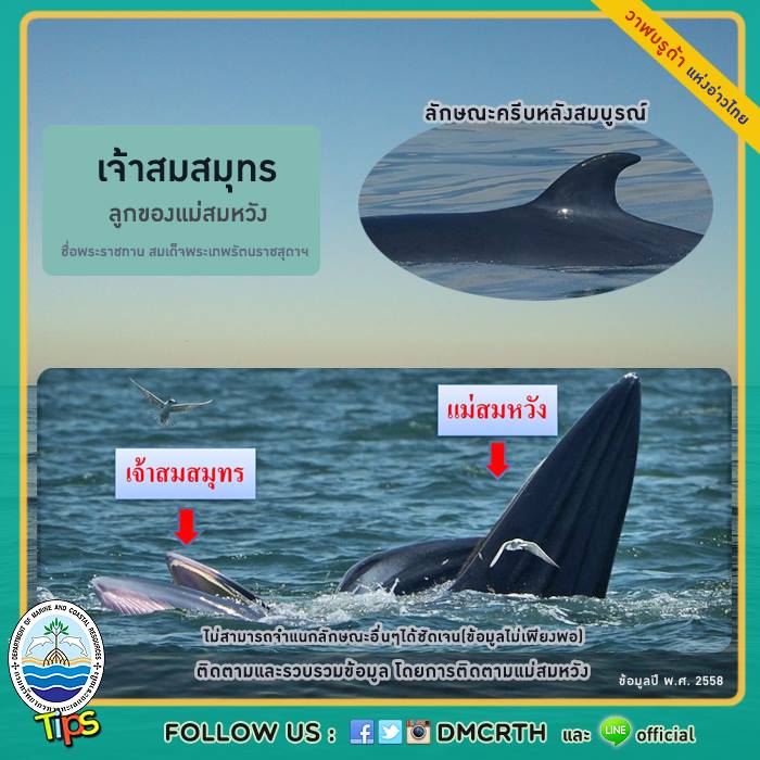 วาฬ วันละตัว