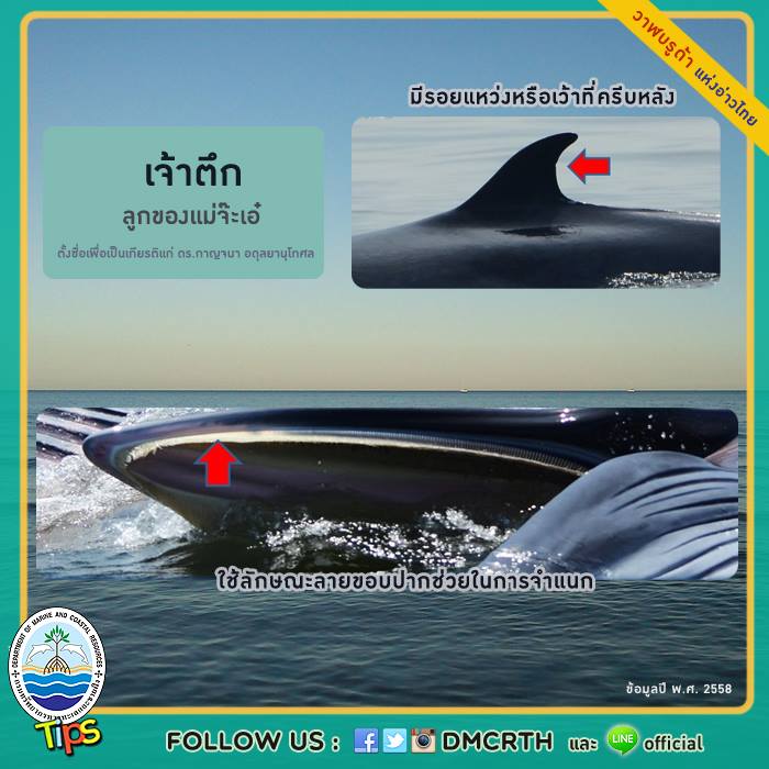 วาฬ วันละตัว