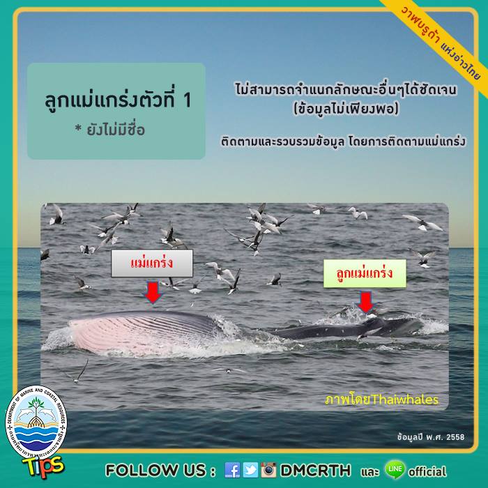 วาฬ วันละตัว