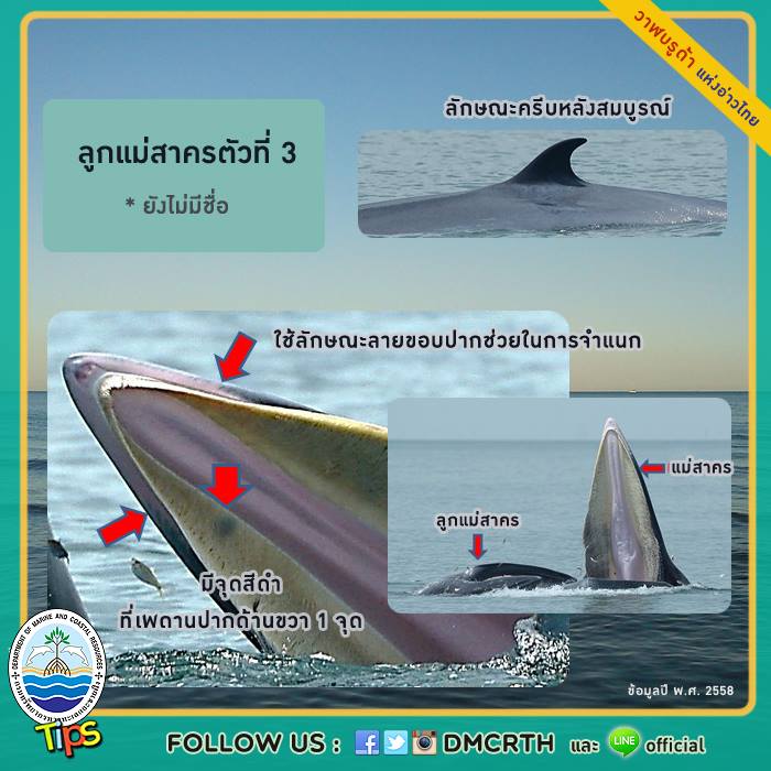 วาฬ วันละตัว
