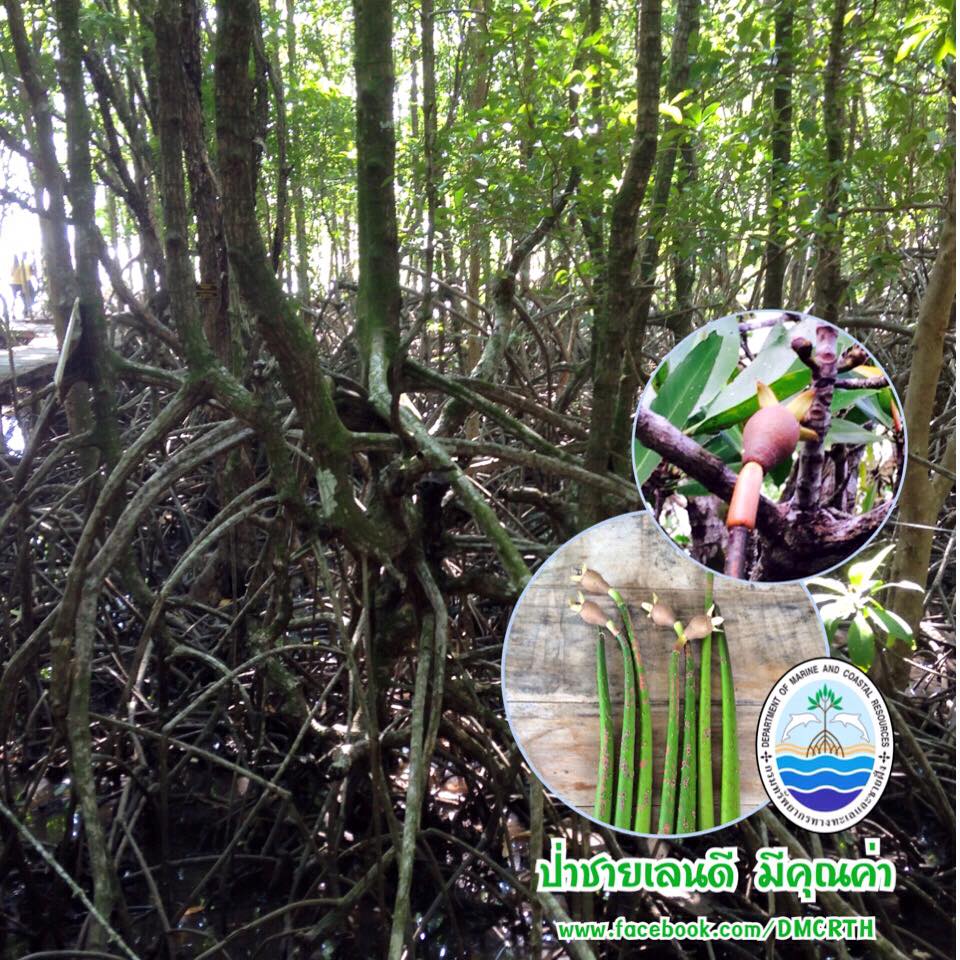 สวัสดี พี่น้องเครือข่ายรักษ์ทะเลไทย