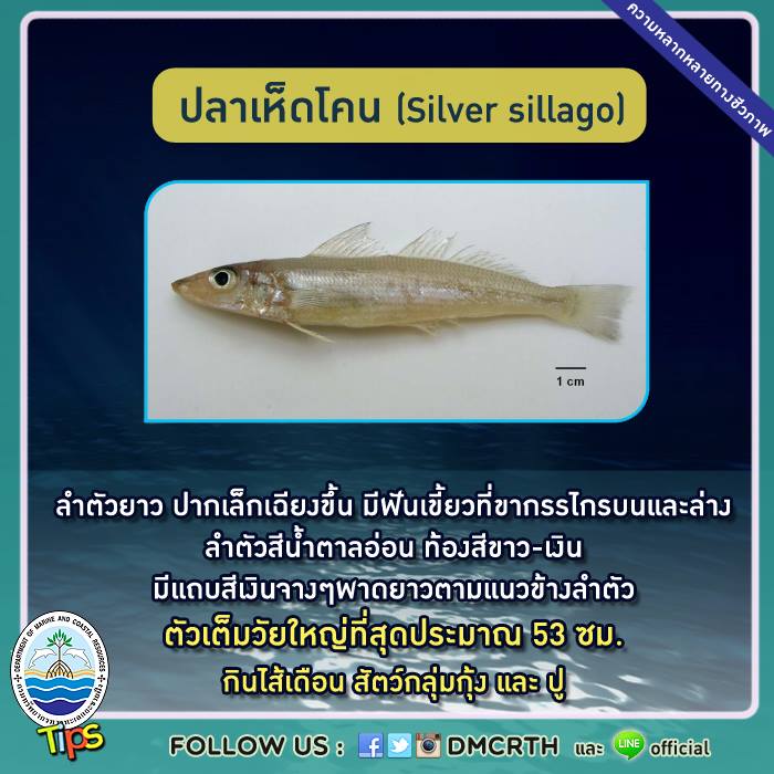 เกร็ดความรู้ ทช.