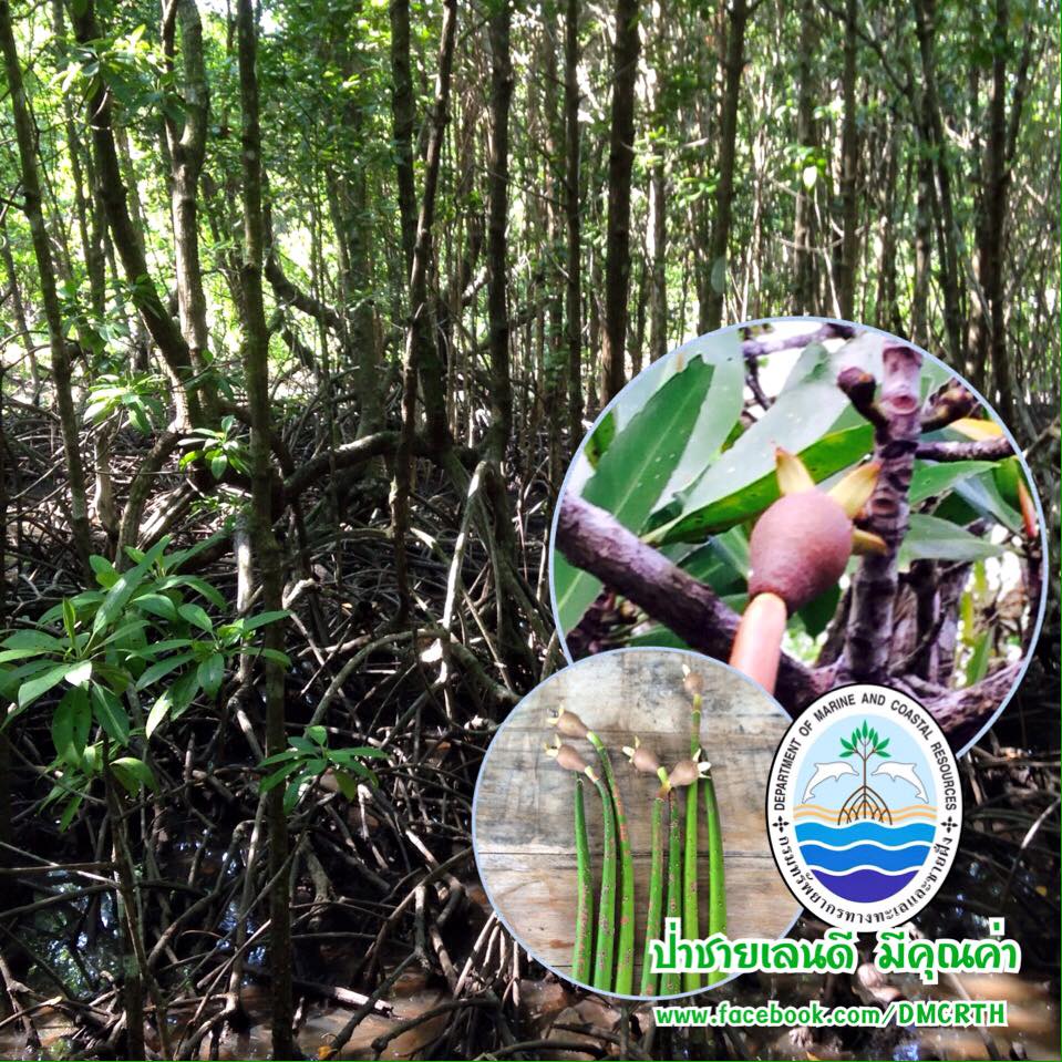 สวัสดี พี่น้องเครือข่ายรักษ์ทะเลไทย