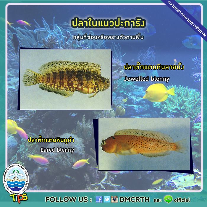 เกร็ดความรู้ ทช.