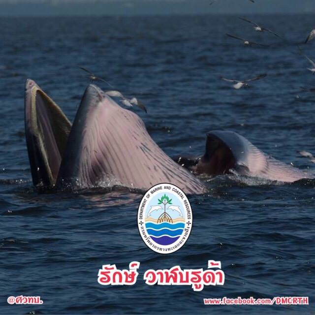 สวัสดี พี่น้องเครือข่ายรักษ์ทะเลไทย