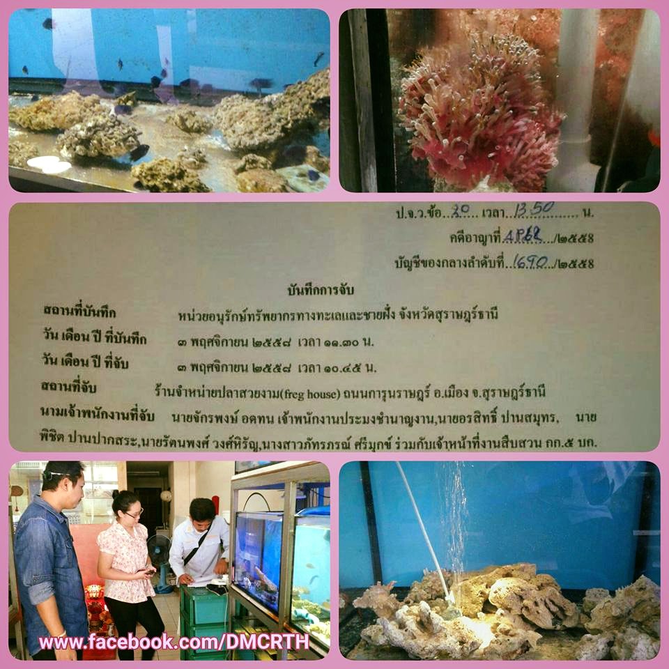 จับกุมร้านอุปกรณ์ตู้ปลา ครอบครองปะการัง
