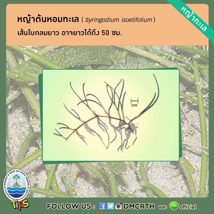 เกร็ดความรู้ ทช.