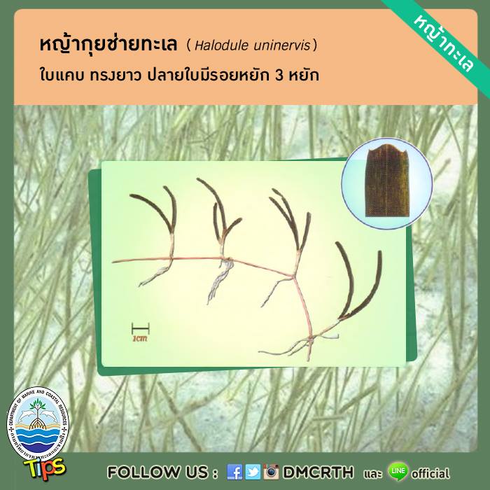 เกร็ดความรู้ ทช.