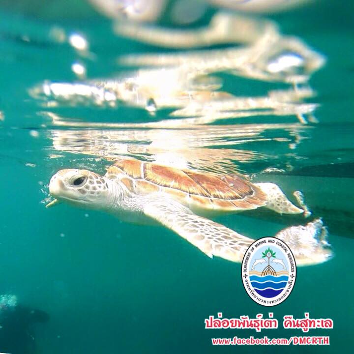 สวัสดี พี่น้องเครือข่ายรักษ์ทะเลไทย