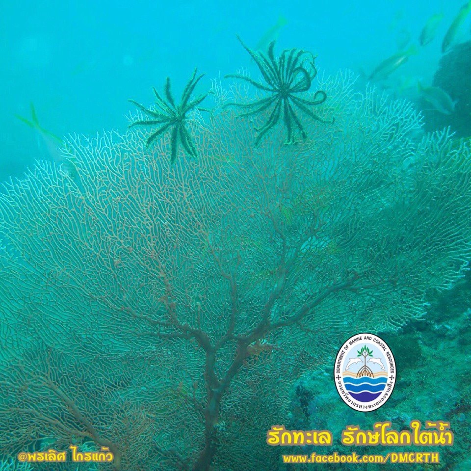 สวัสดี พี่น้องเครือข่ายรักษ์ทะเลไทย