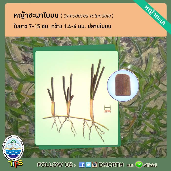 เกร็ดความรู้ ทช.