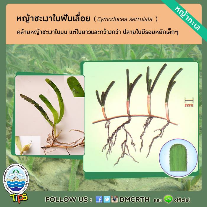 เกร็ดความรู้ ทช.