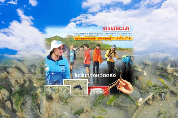 กรมทะเล ระดมนักวิชาการสำรวจหญ้าทะเล - สัตว์ทะเลหายาก - สมุทรศาสตร์ พร้อมเร่งสรุปหาสาเหตุหญ้าทะเลเสื่อมโทรม ในพื้นที่จังหวัดตรัง