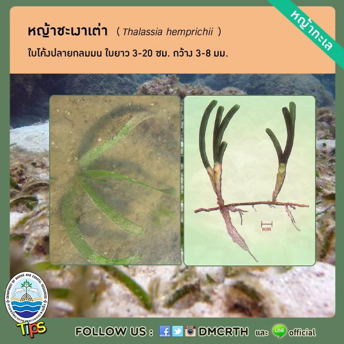 เกร็ดความรู้ ทช.