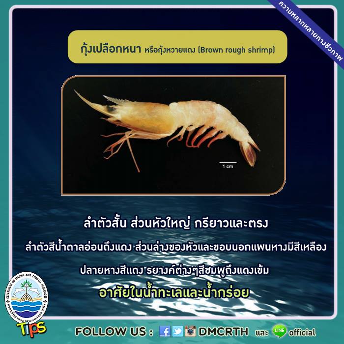 เกร็ดความรู้ ทช.