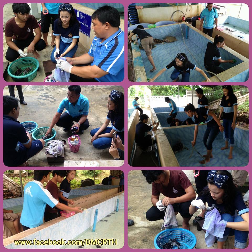 น้องๆ ม.เทคโนโลยีราชมงคลศรีวิชัย เรียนรู้วิธีเลี้ยงเต่าทะเล