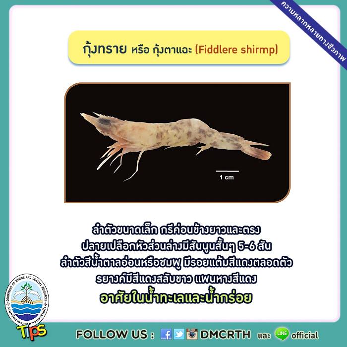 เกร็ดความรู้ ทช.