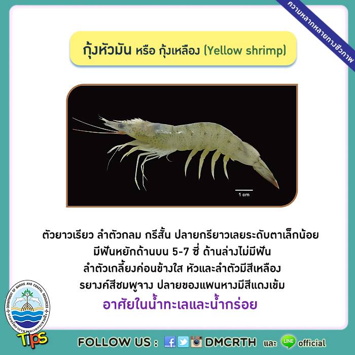 เกร็ดความรู้ ทช.