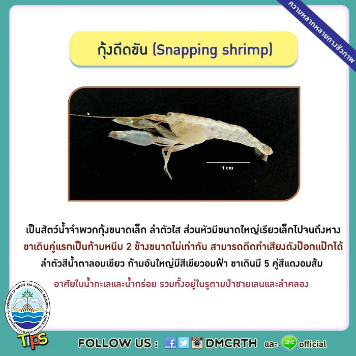 เกร็ดความรู้ ทช.