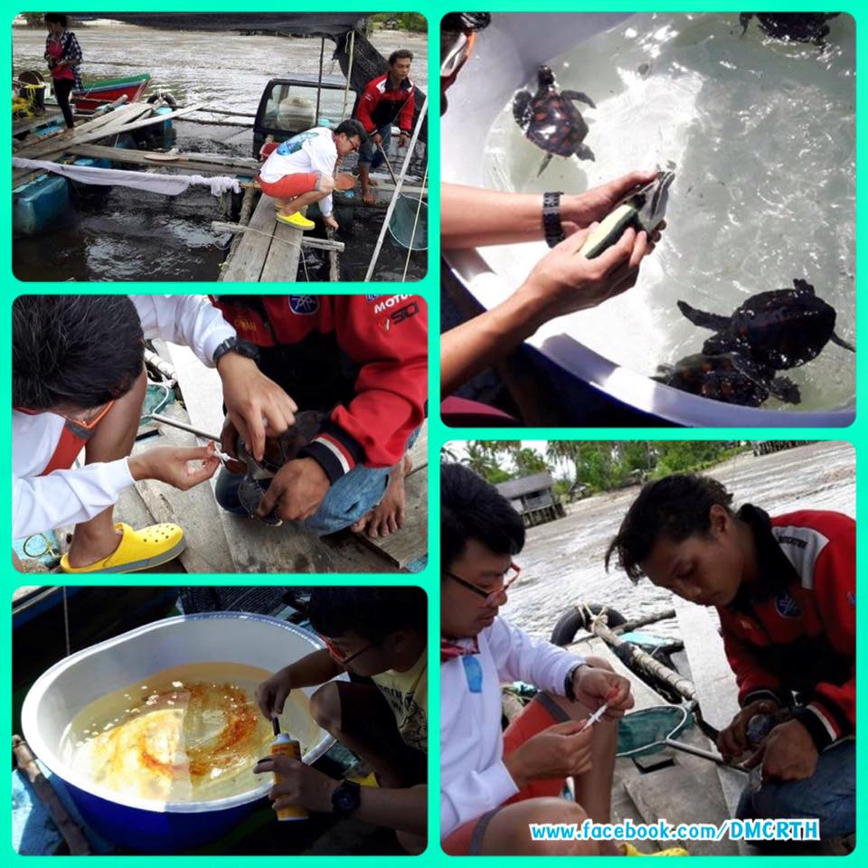 ชุมชน เรียนรู้โลกเต่าทะเล