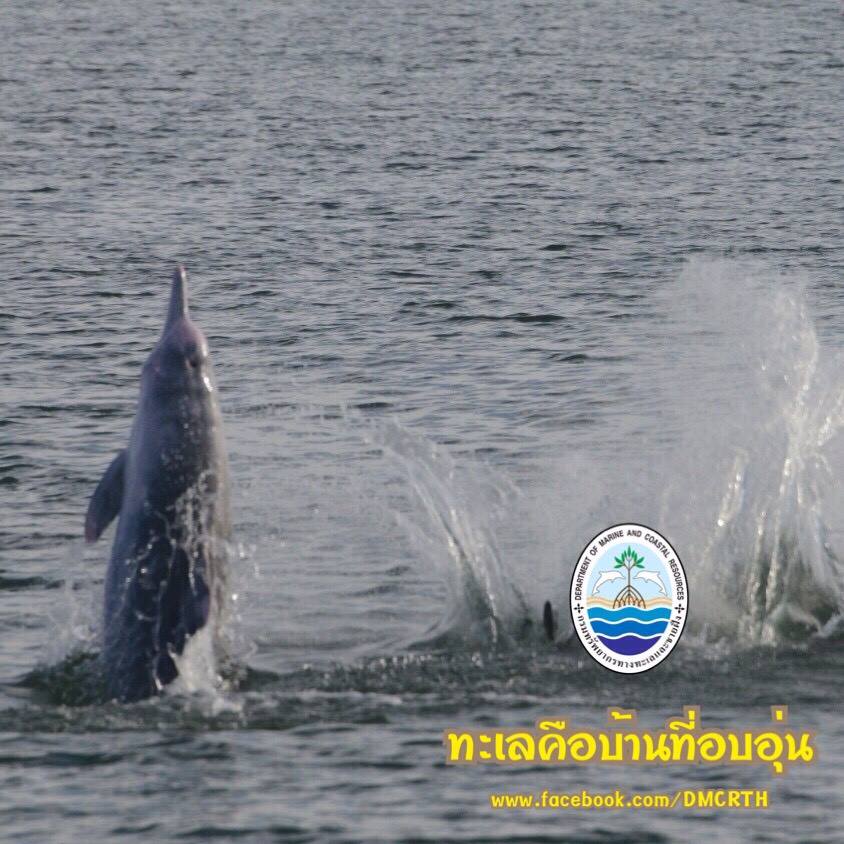 สวัสดี พี่น้องเครือข่ายรักษ์ทะเลไทย