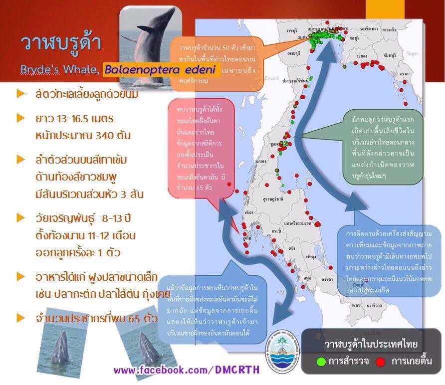 ทำความรู้จักกับ (ว่าที่) สัตว์สงวนจากท้องทะเลไทย