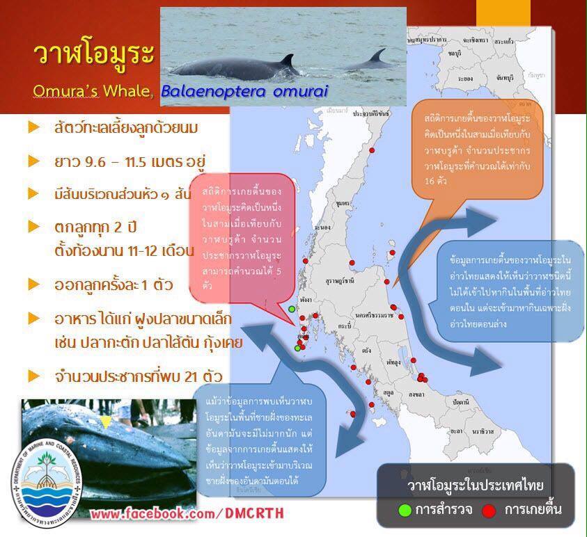 ทำความรู้จักกับ (ว่าที่) สัตว์สงวนจากท้องทะเลไทย