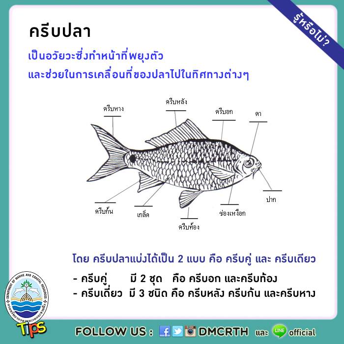 เกร็ดความรู้ ทช.