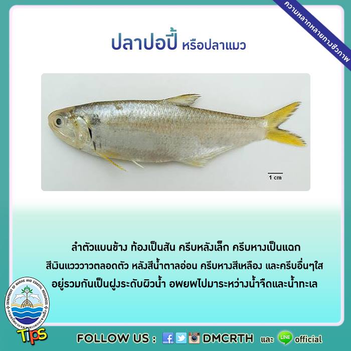 เกร็ดความรู้ ทช.