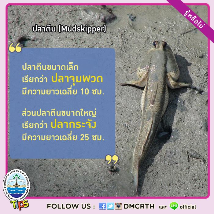 เกร็ดความรู้ ทช.