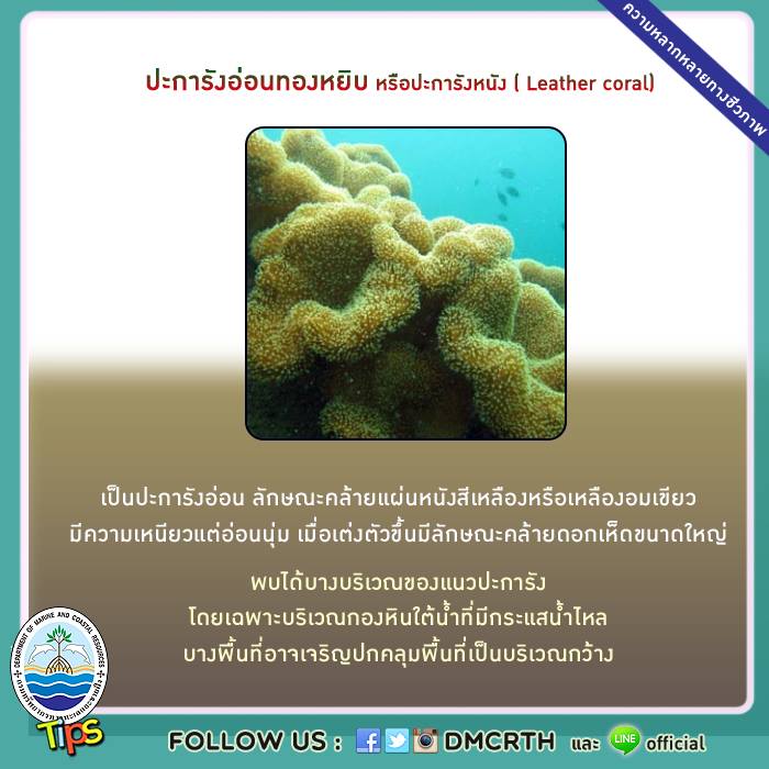 เกร็ดความรู้ ทช.