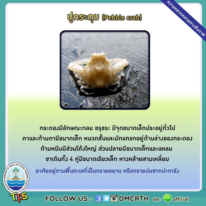 เกร็ดความรู้ ทช.