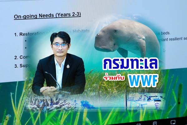 กรมทะเล ร่วมกับ WWF นัดหารือแนวทางการสนับสนุนการอนุรักษ์พะยูนในระยะเร่งด่วน