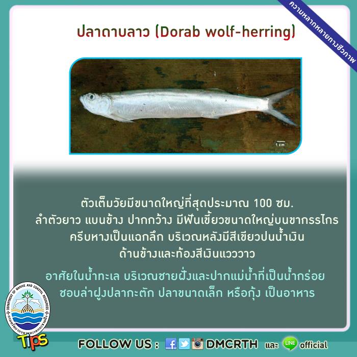 เกร็ดความรู้ ทช.