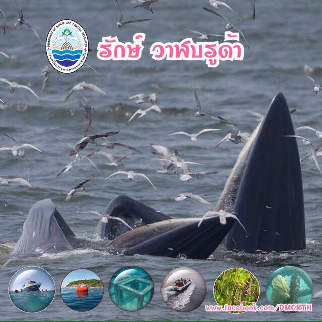 สวัสดี พี่น้องเครือข่ายรักษ์ทะเลไทย
