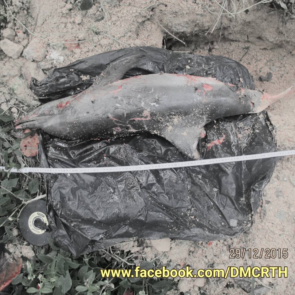 พบซากลูกโลมาลายจุดเกยตื้น หาดเฉวง เกาะสมุย