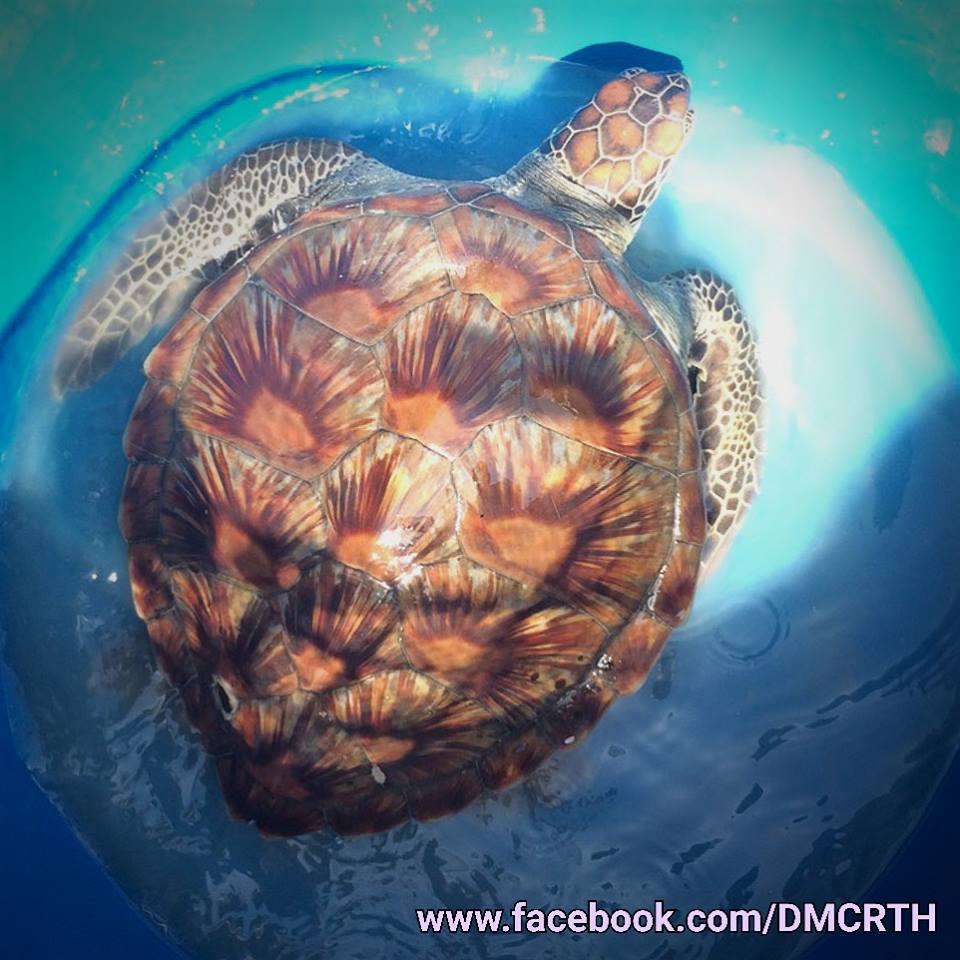 เต่าตนุเกยตื้นชายหาด อ.ระโนด จ.สงขลา
