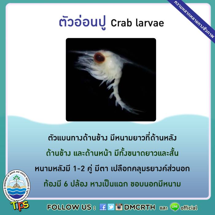 เกร็ดความรู้ ทช.